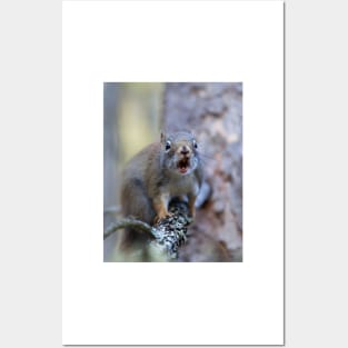 Chatter Box - Red Squirrel - Algonquin Park, Canada Posters and Art